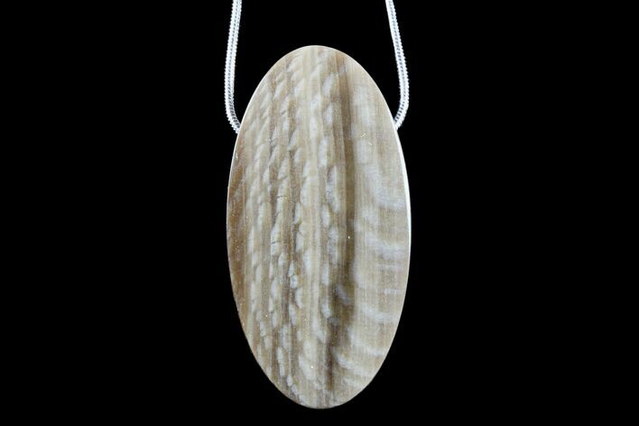 Petrified Wood (Sycamore) Pendant with Snake Chain Necklace #171065